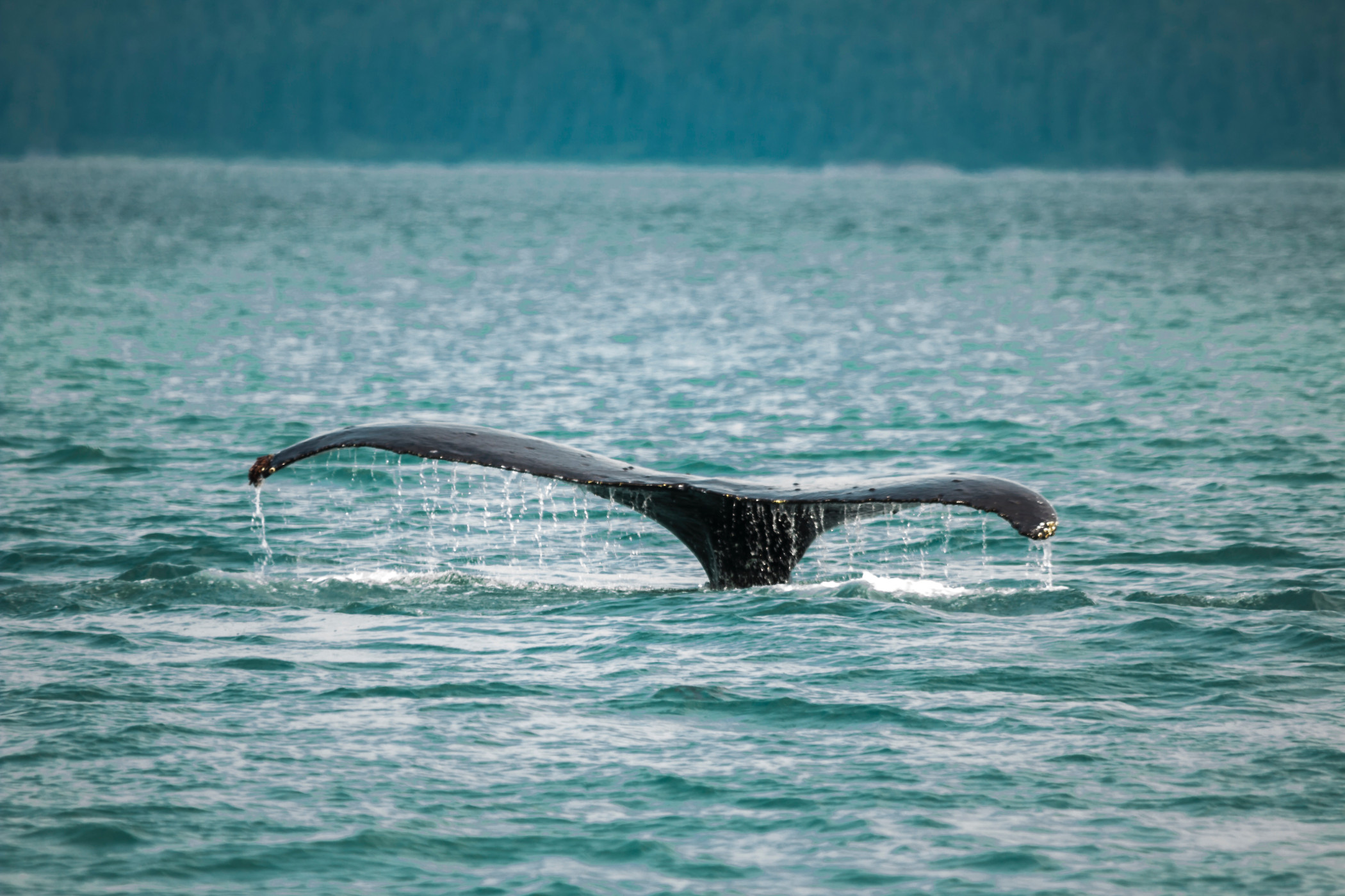 whale-watching-juneau-alaska